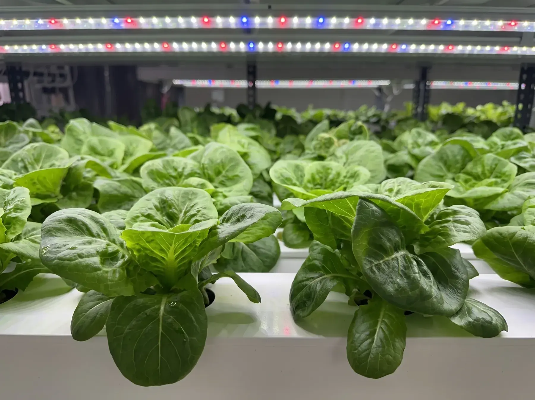 Butterhead lettuce at harvest weight at GC