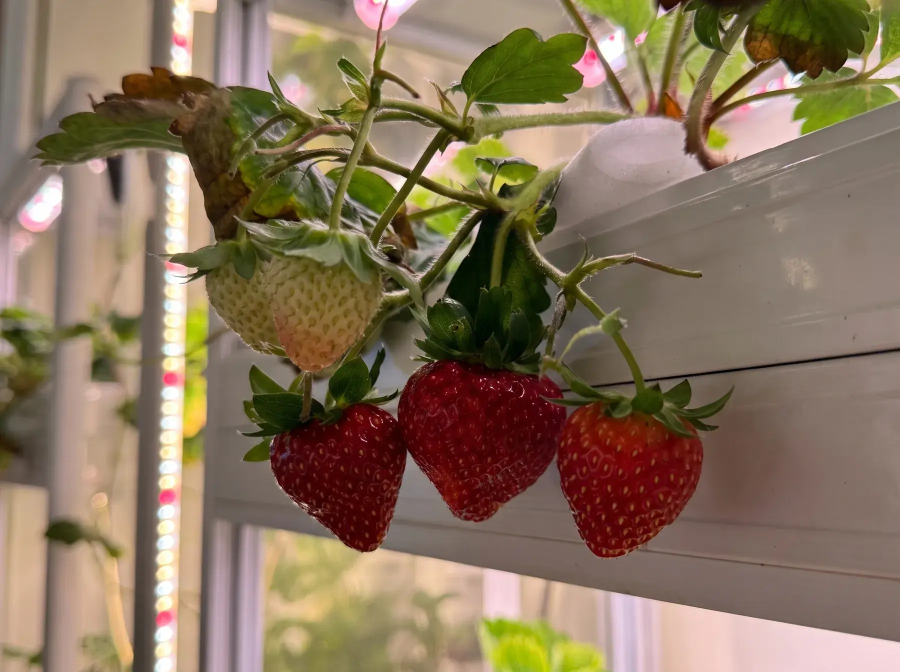 Ripe strawberries hanging from a vertical growing column